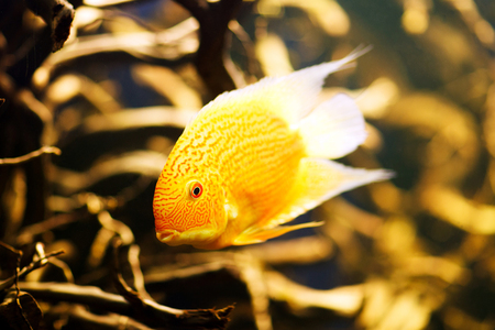 Severum (Cichlasoma severum) aquarium fish