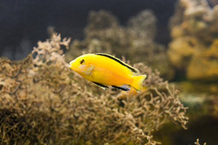 African Malawi Cichlid swimming underwater
