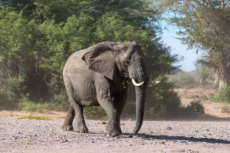 New photo of the big elephant walking around green trees, Namibiaの写真素材