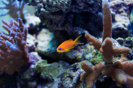 Tropical fish
