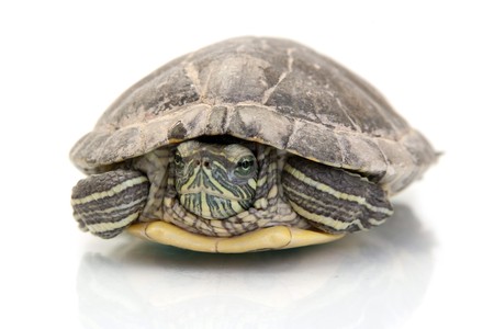 Turtle on white