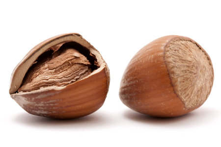 hazelnut on whiteの写真素材