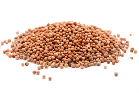coriander seeds on whiteの写真素材