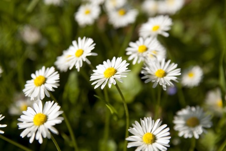 Daisies on a field