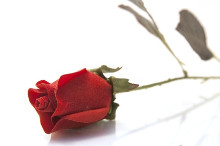 Red Roseの写真素材
