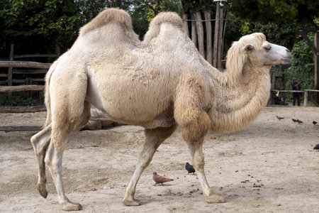 camel in the zooの写真素材