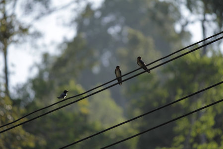 burung yang berceritaの写真素材