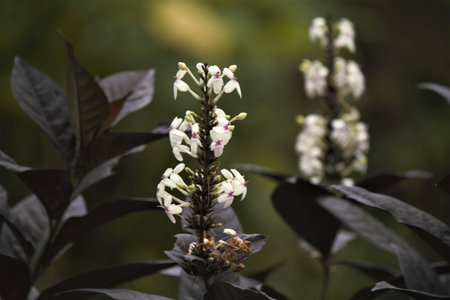 fresh flowers in the morningの写真素材