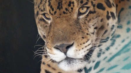 Close up view of Leopardのeditorial素材