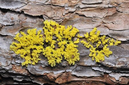 A slime mold plasmodium.