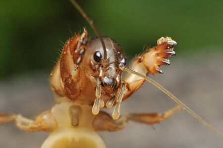 Mole Cricket.の写真素材