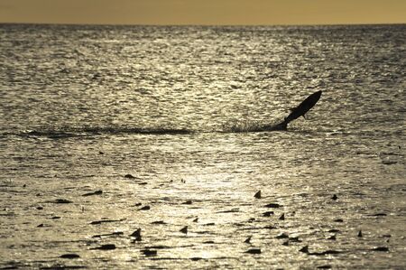 Estuary Salmon Herd.の写真素材