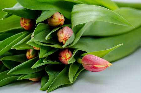 Bouquet of red and yellow tulips on a white background.の写真素材