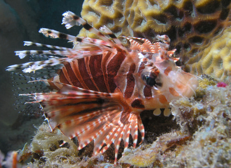Lion Fish   