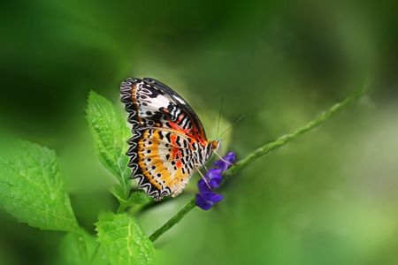 Butterfly & Leaf