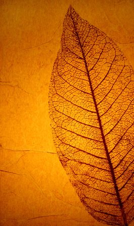 Leaf Textureの写真素材