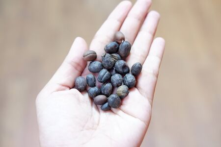 Coffee Beansの写真素材