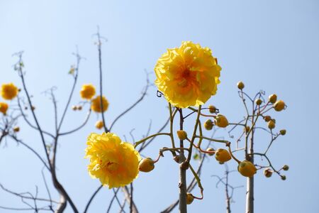Beautiful Yellow Flower