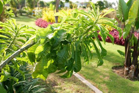 Beautiful Leafy Plant
