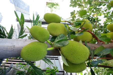 Beautiful Jackruit Tree