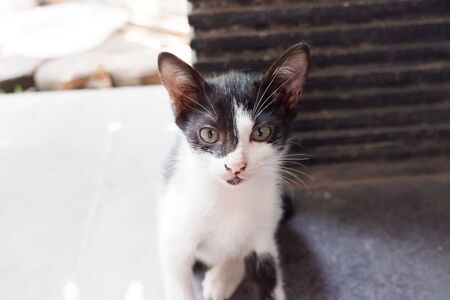 Cute Kittenの写真素材