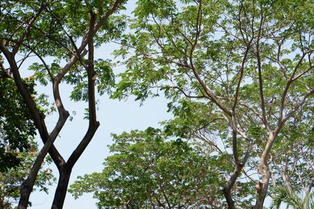 Beautiful Leafy Tree