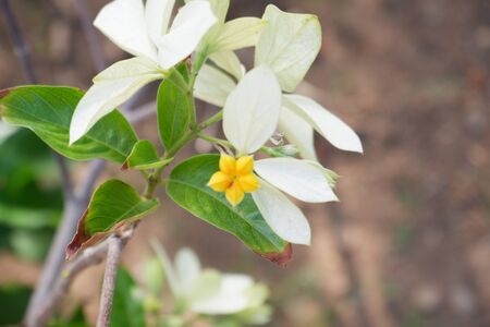 Beautiful Fresh Flowerの写真素材