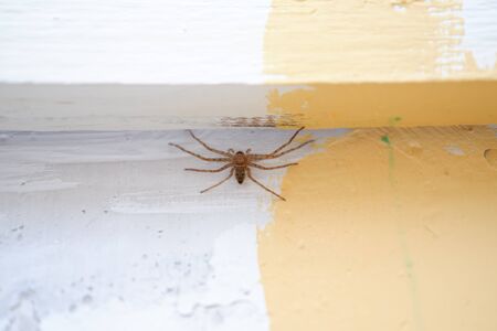 Spider on the wallの写真素材