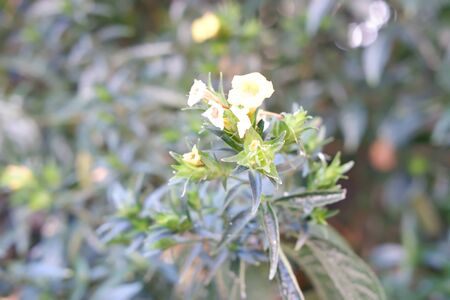 Beautiful Fresh Flower