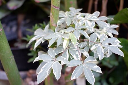 Beautiful Leafy Plant