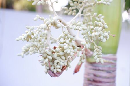Beautiful Tree Backgroundの写真素材