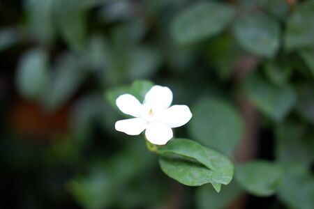 Beautiful White Flower
