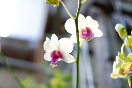 Beautiful Fresh Flowerの写真素材