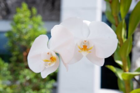 Beautiful White Flowerの写真素材