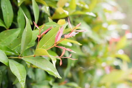 Beautiful Leafy Plantの写真素材