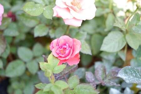 Beautiful Rose Flowerの写真素材
