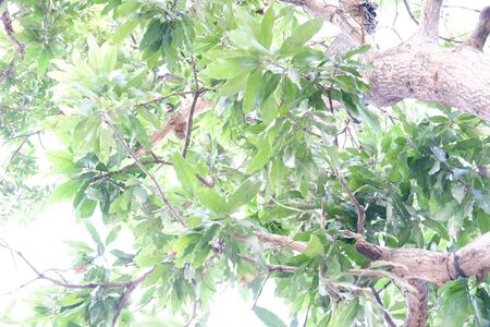 Beautiful Leafy Plantの写真素材