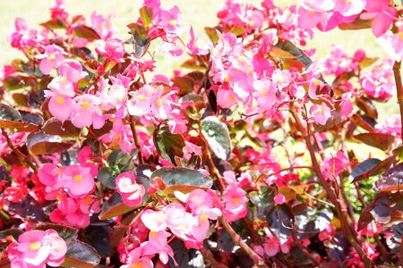 Beautiful Leafy Plantの写真素材