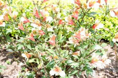 Beautiful Leafy Plantの写真素材