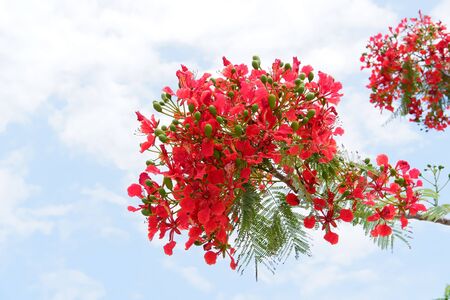 Beautiful Red Flowerの写真素材