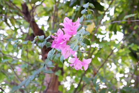 Beautiful Pink Flowerの写真素材