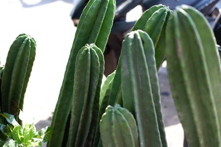 Cactus Plantの写真素材