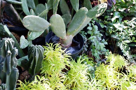 Cactus Plantの写真素材