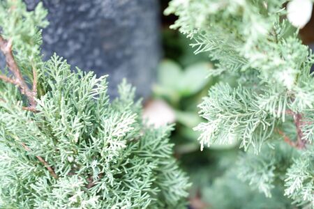 Beautiful Leafy Plantの写真素材