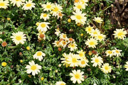Beautiful Yellow Flowerの写真素材