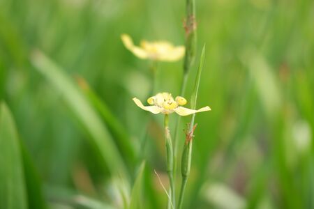 Beautiful Yellow Flowerの写真素材