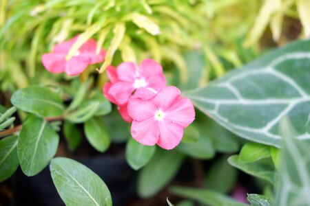 Beautiful Pink Flowerの写真素材
