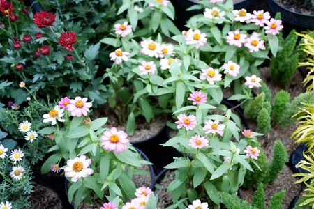 Beautiful Fresh Flowerの写真素材