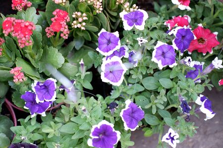 Beautiful Fresh Flowerの写真素材