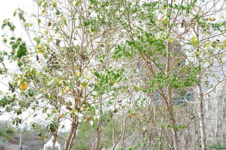 Beautiful Tree Backgroundの写真素材